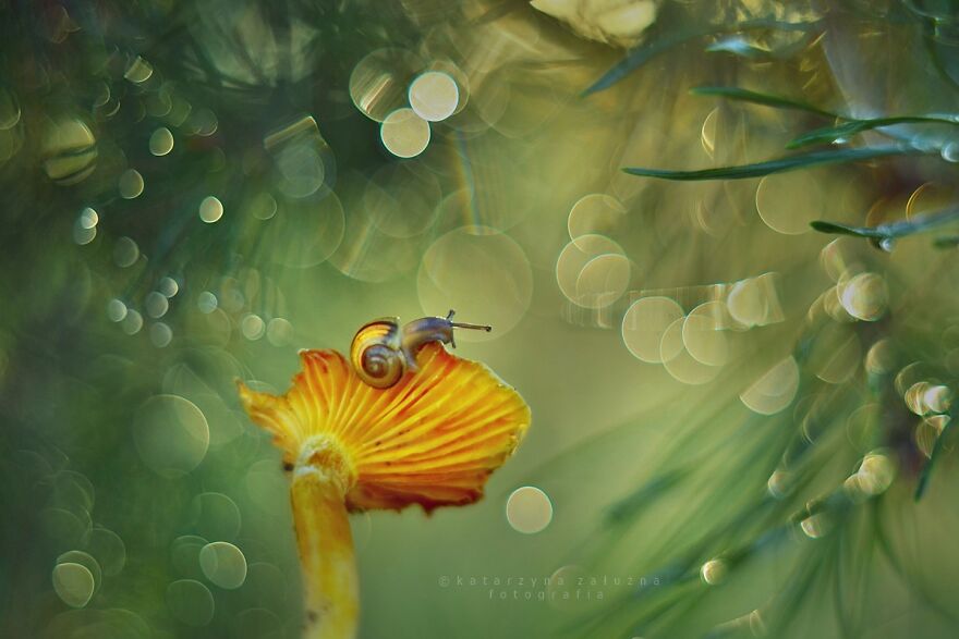 Snails In Bokeh