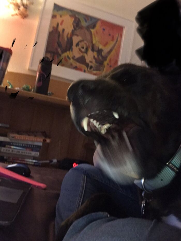 Odie, Oh Odie, Why Art Thou So Dramatic