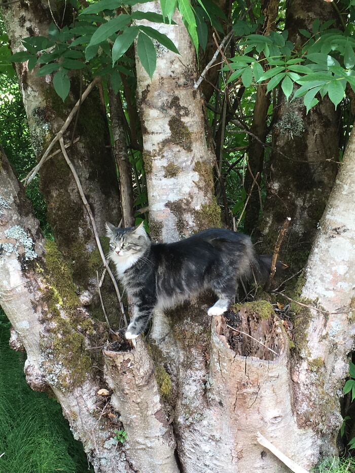 Poppy-Once A Feral Cat, Now The Happiest Weirdo In The West