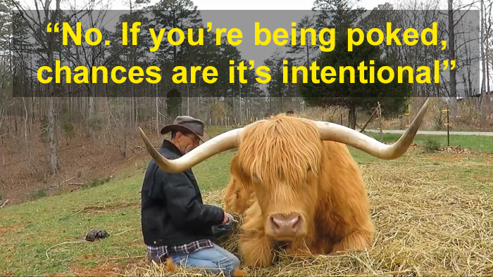 'If You're Being Poked, It's Intentional': Farmer's Video Where He Grooms A Long-Horned Scottish Highland Cow Goes Viral 'If You're Being Poked, It's Intentional': Farmer's Video Where He Grooms A Long-Horned Scottish Highland Cow Goes Viral