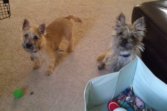 Delivery Driver Is Heartbroken By A Note From His Grieving Customer Looking For A Doggy Companion