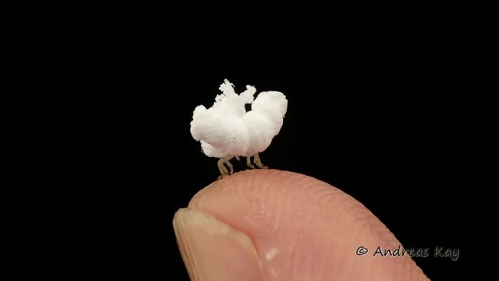 Photographer Happens Across A Bug That Looks Like A Piece Of Popcorn With Tiny Legs Photographer Happens Across A Bug That Looks Like A Piece Of Popcorn With Tiny Legs
