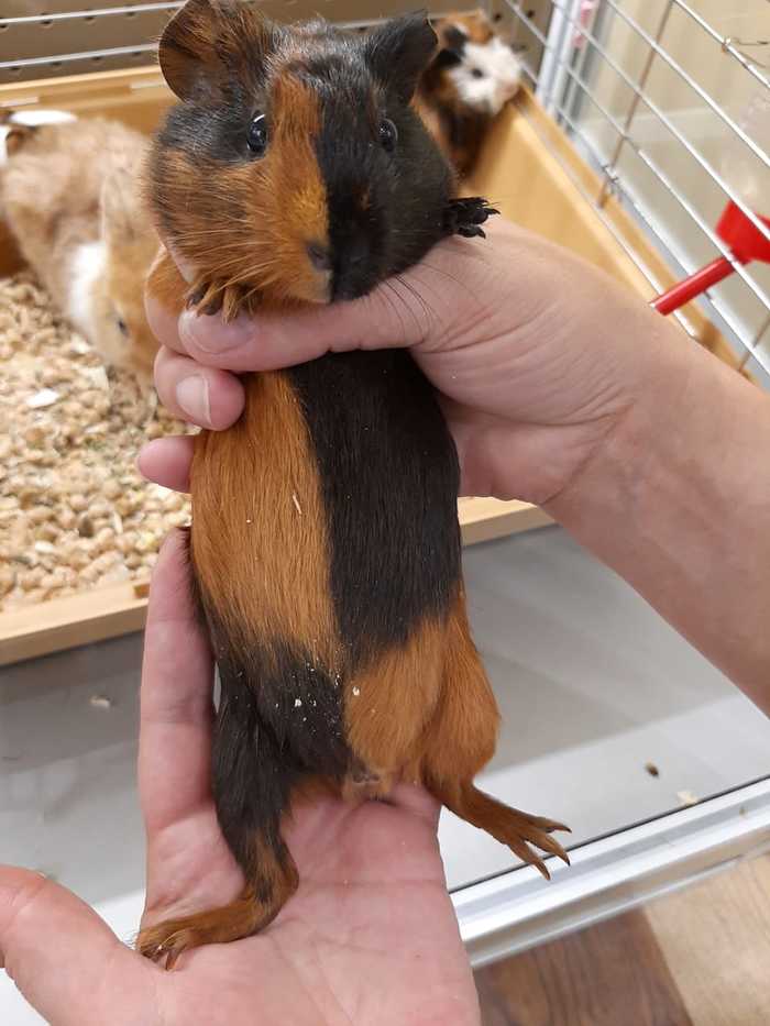 Abstract Artist Guinea Pig