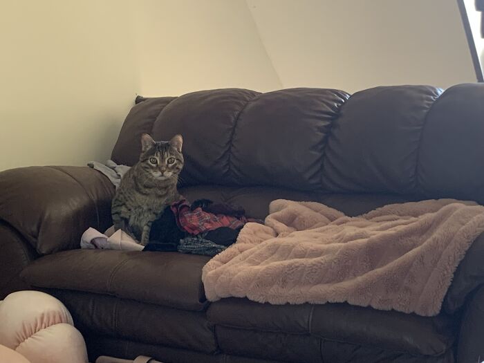 “He’ll Cry And Complain For Hours”: 18-Year-Old Cat Cries If His Sweater Is Taken Off