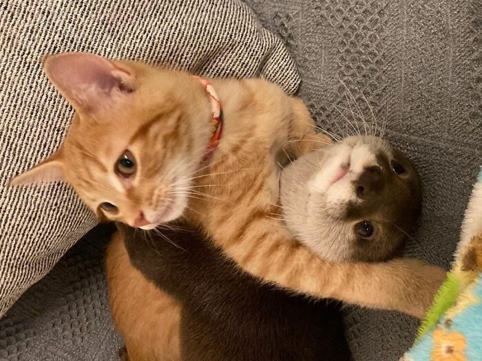 Pet Otter Cuddles Up To A Kitten As They Go To Sleep And 8M People On YouTube Are Captivated Pet Otter Cuddles Up To A Kitten As They Go To Sleep And 8M People On YouTube Are Captivated