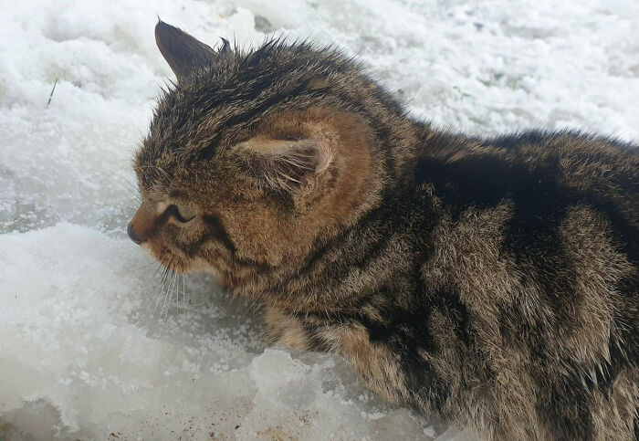 2 Friends Find A Cat Buried In The Snow, Only To Discover It Was One Of The Most Endangered Mammals In Europe 2 Friends Find A Cat Buried In The Snow, Only To Discover It Was One Of The Most Endangered Mammals In Europe