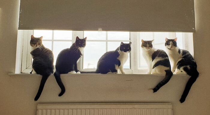 Guy Doesn’t Even Own A Cat, Ends Up Finding 5 In His Room, Posts A 2-Year Update On The Cat Family Guy Doesn’t Even Own A Cat, Ends Up Finding 5 In His Room, Posts A 2-Year Update On The Cat Family