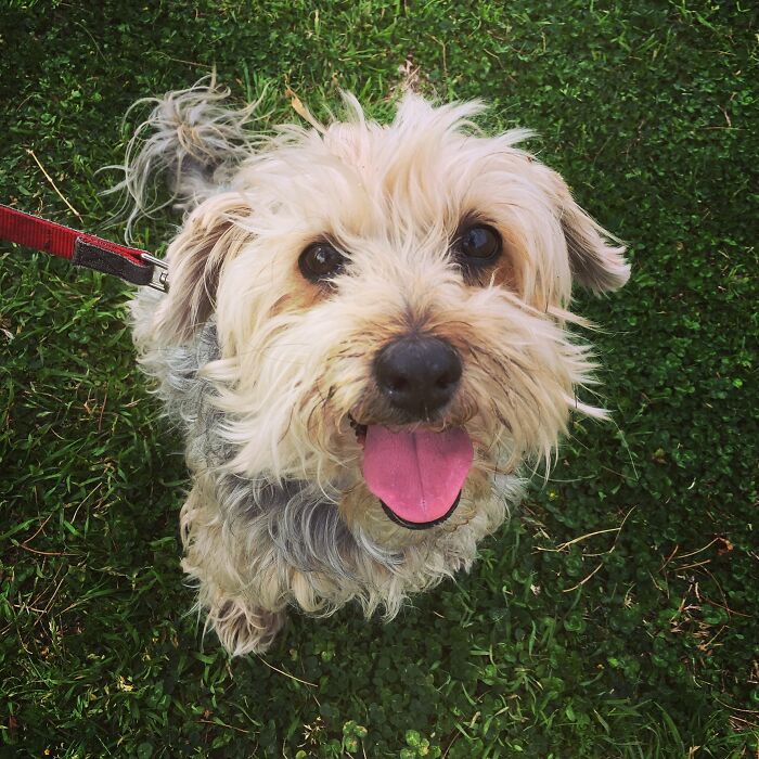 Part Poodle, Part Silky Terrier, 100% Rescued Mutt