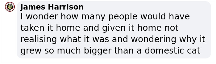 2 Friends Find A Cat Buried In The Snow, Only To Discover It Was One Of The Most Endangered Mammals In Europe 2 Friends Find A Cat Buried In The Snow, Only To Discover It Was One Of The Most Endangered Mammals In Europe