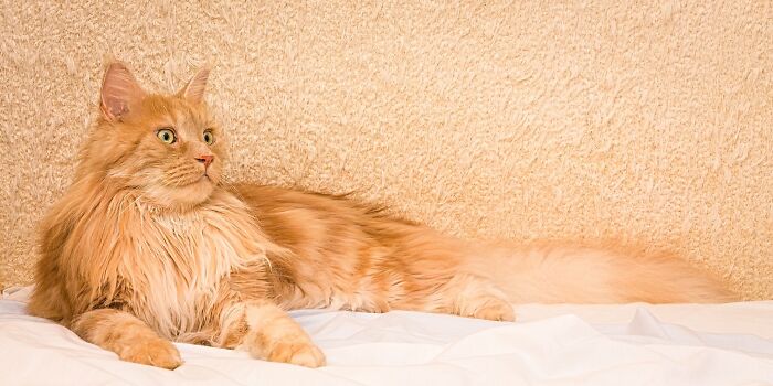 Candy Posing :) And In Fact, Anything Is Put Down In The House For A Second, He Needs To Lie Down On It :d.