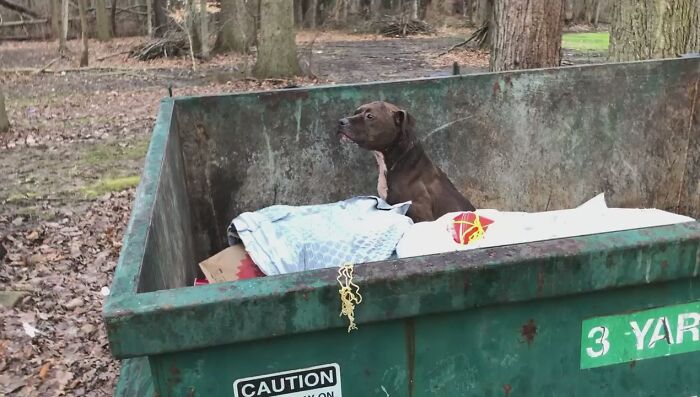 An Injured Pit Bull Was Rescued From The Dumpster After It Was Thrown Out Like Trash