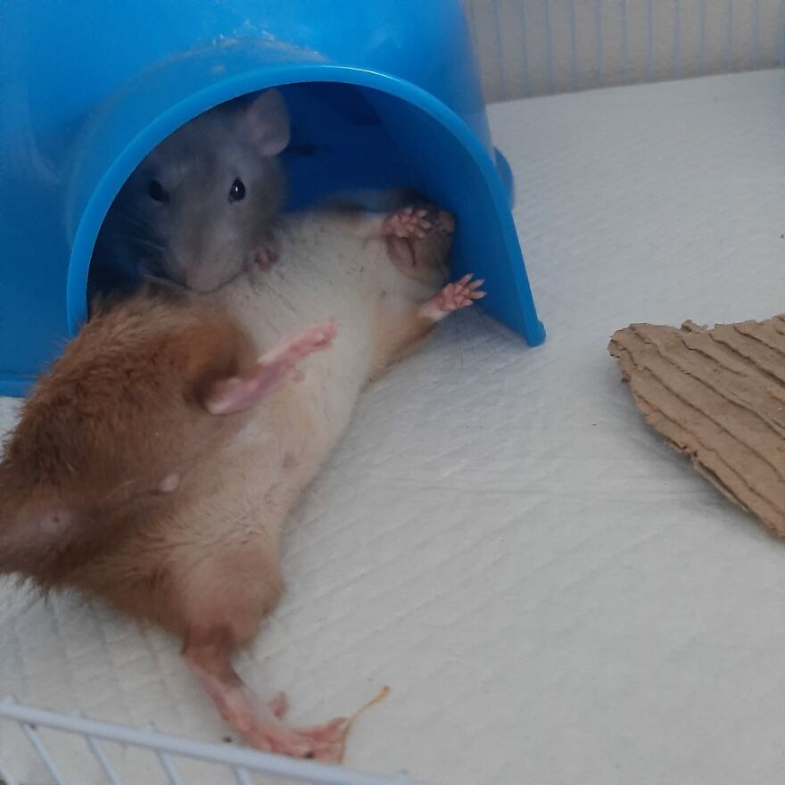 Aleksander Grooming Cleo - So Much Squeaking!