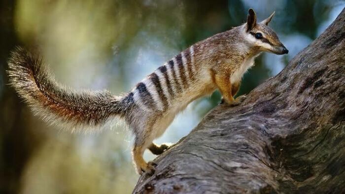 Numbat climbing a tree in the wild, showcasing one of the adorable, scary, and weird Australian animals.