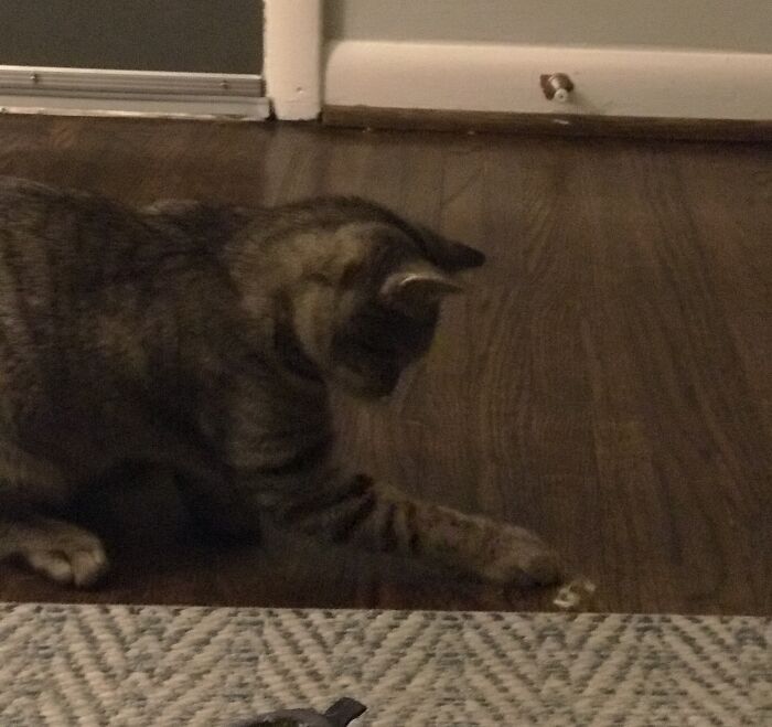 Cricket Playing With His Bread Tie.