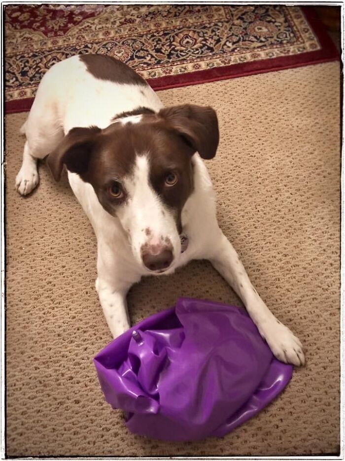 Fable Popped Her Giant Ball In About 5 Minutes. Now They’re Both Sad And Deflated