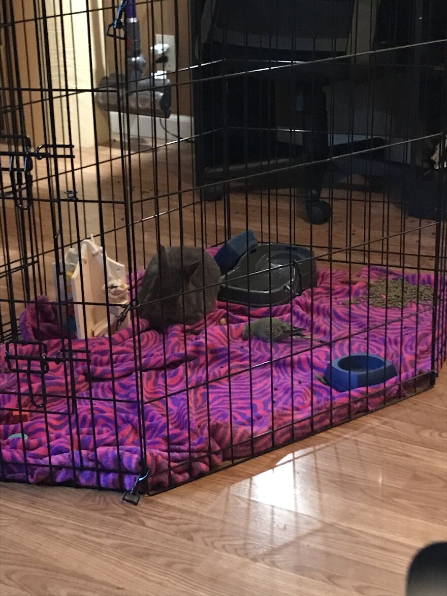 Thought You Guys Might Like Some Cute Animals :) Thought You Guys Might Like Some Cute Animals :)