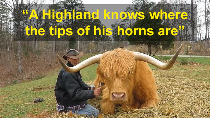 'If You're Being Poked, It's Intentional': Farmer's Video Where He Grooms A Long-Horned Scottish Highland Cow Goes Viral 'If You're Being Poked, It's Intentional': Farmer's Video Where He Grooms A Long-Horned Scottish Highland Cow Goes Viral