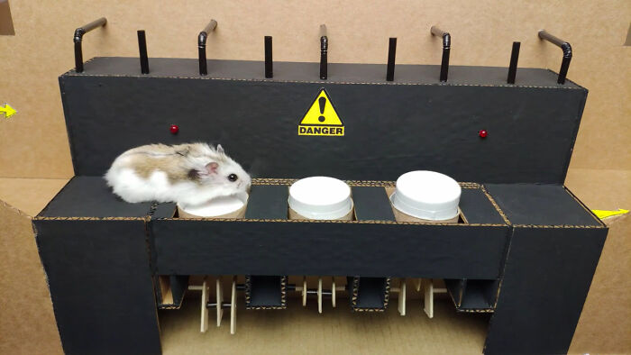Person Shows Their Hamster Escaping A Prison In Amazing Obstacle Course Video, Captures The Hearts Of 55 Million People