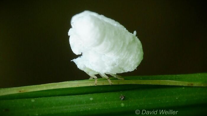 Photographer Happens Across A Bug That Looks Like A Piece Of Popcorn With Tiny Legs