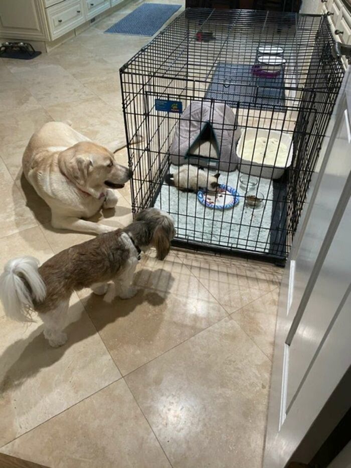 Giant Lab Befriends Distressed Siamese Kitten, Helps It Calm Down And Adapt To Its New Forever Home