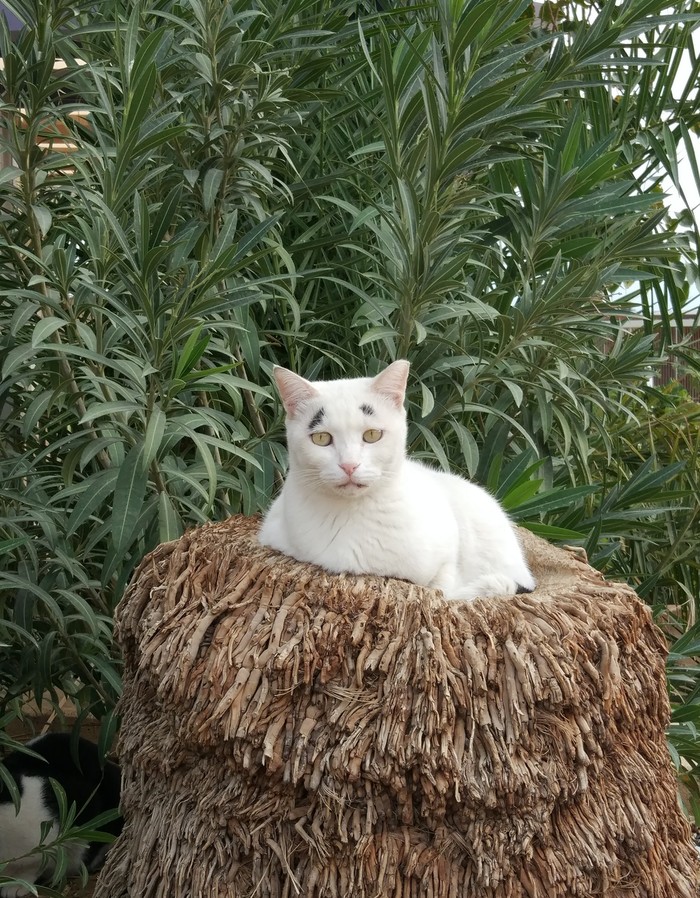 The Cat That Knows Life