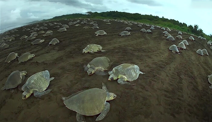 428K People Are Fascinated By This Robot Turtle Video Capturing 20,000 Turtles Laying Eggs In Costa Rica 428K People Are Fascinated By This Robot Turtle Video Capturing 20,000 Turtles Laying Eggs In Costa Rica
