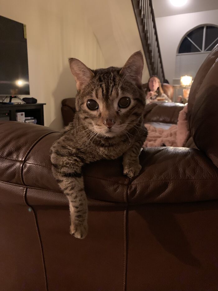 “He’ll Cry And Complain For Hours”: 18-Year-Old Cat Cries If His Sweater Is Taken Off “He’ll Cry And Complain For Hours”: 18-Year-Old Cat Cries If His Sweater Is Taken Off