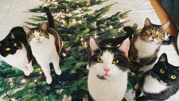 Guy Doesn’t Even Own A Cat, Ends Up Finding 5 In His Room, Posts A 2-Year Update On The Cat Family Guy Doesn’t Even Own A Cat, Ends Up Finding 5 In His Room, Posts A 2-Year Update On The Cat Family