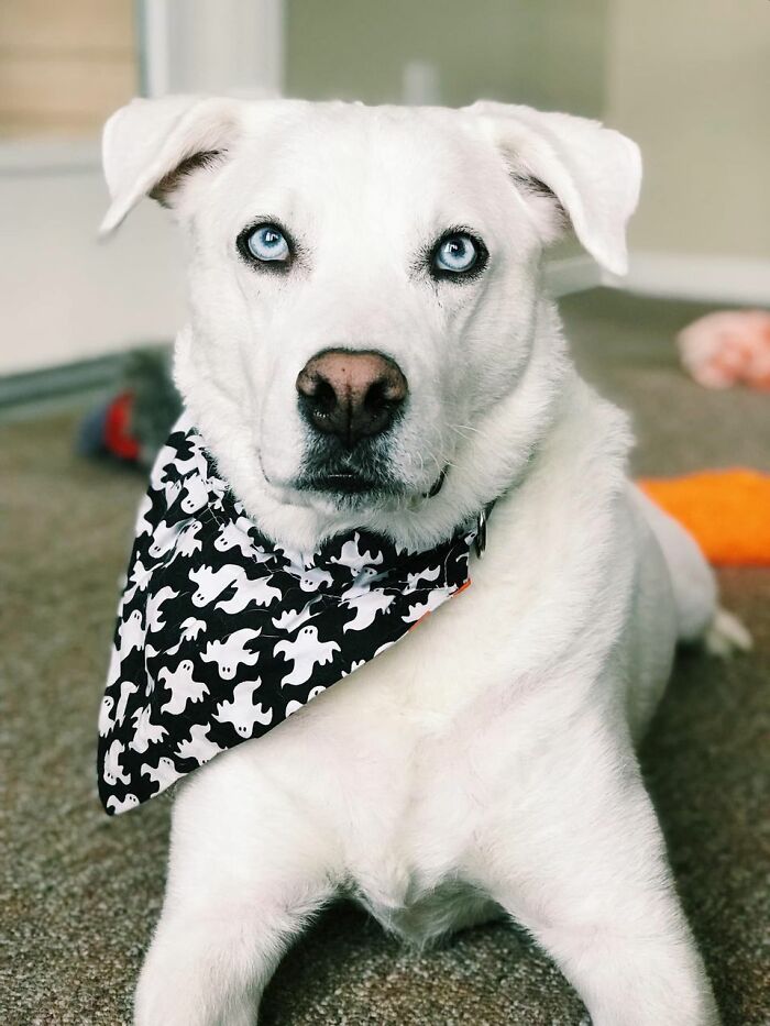 Dogs-Pretty-Eyes-Challenge-Facebook