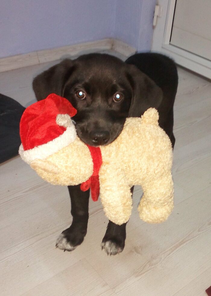 Mocka With Her Christmas Gift