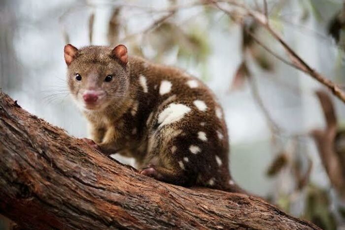 Spotted quoll on a tree branch showcasing one of the adorable, scary, and weird Australian animals in the wild.