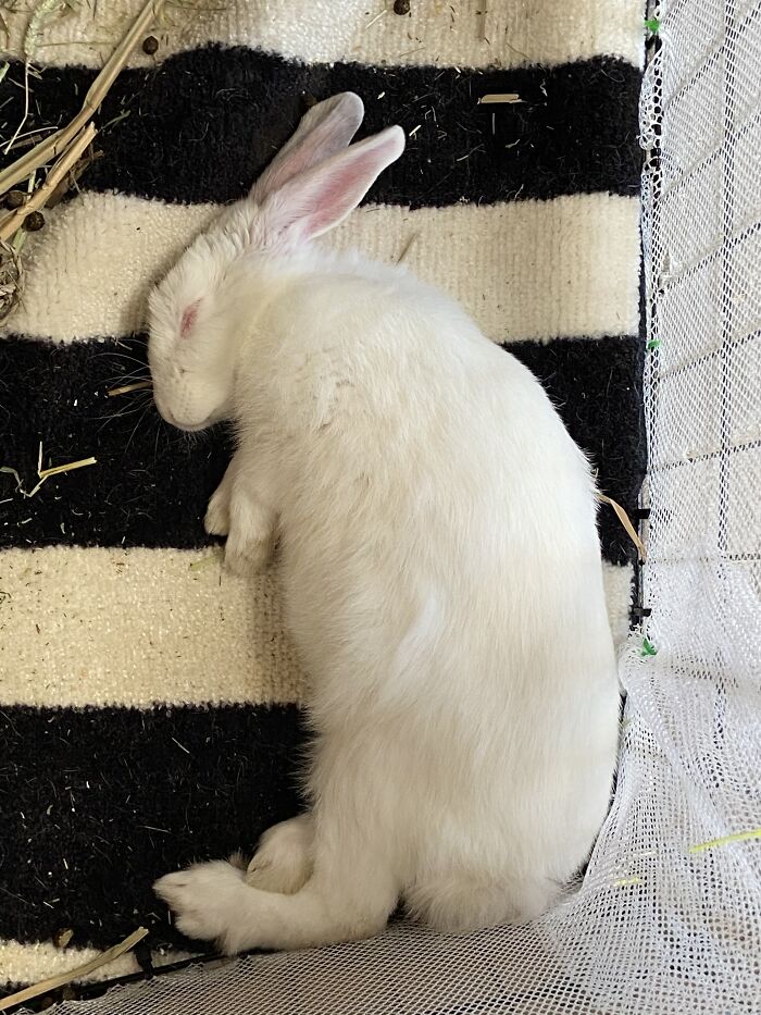 Not Dead, Just In Deep Sleep!