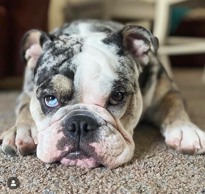 Dogs-Pretty-Eyes-Challenge-Facebook