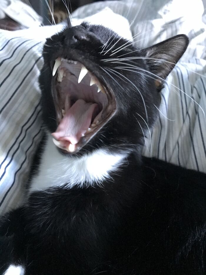 Woke Him Up For This Photo Op...😹