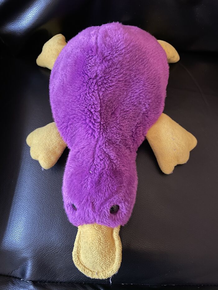 Mr. Platypus Is Still Looking Good Twenty Years Later