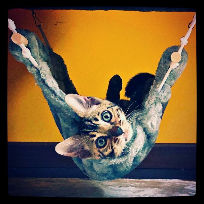 Tum-Tum In His Hammock