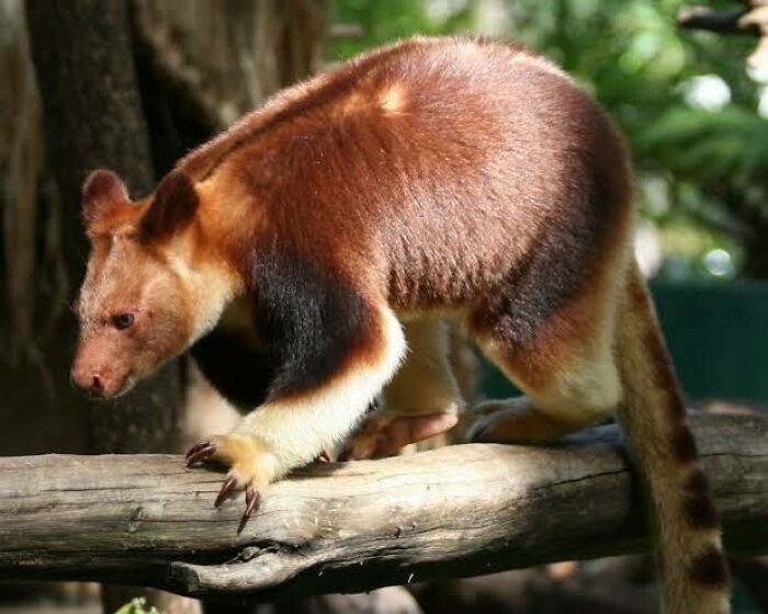 Tree kangaroo with reddish-brown fur and black limbs walking on a tree branch, showcasing unique Australian animals.