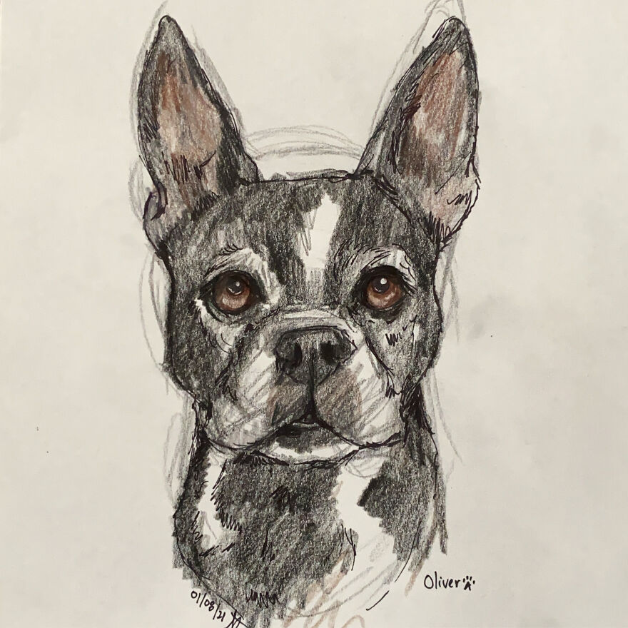 Pet Portraits For Charity