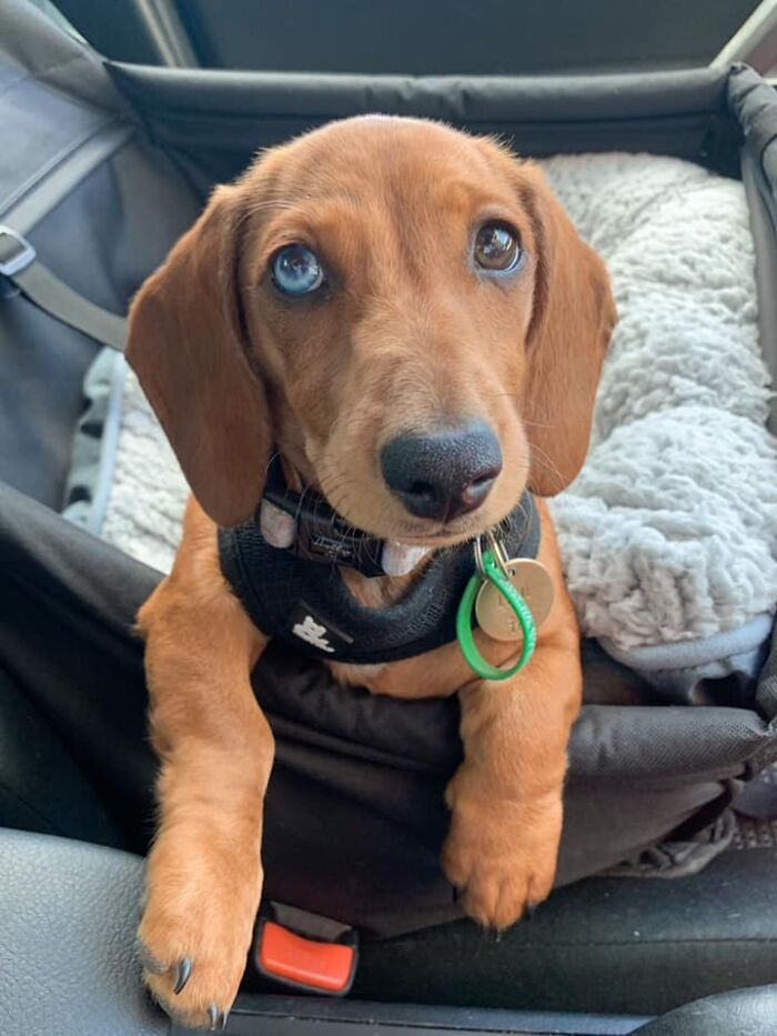 Dogs-Pretty-Eyes-Challenge-Facebook