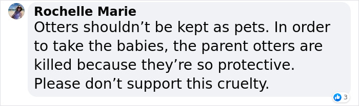 Pet Otter Cuddles Up To A Kitten As They Go To Sleep And 8M People On YouTube Are Captivated Pet Otter Cuddles Up To A Kitten As They Go To Sleep And 8M People On YouTube Are Captivated