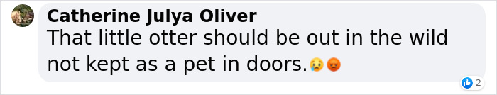 Pet Otter Cuddles Up To A Kitten As They Go To Sleep And 8M People On YouTube Are Captivated Pet Otter Cuddles Up To A Kitten As They Go To Sleep And 8M People On YouTube Are Captivated