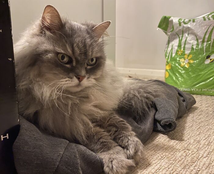 Hiding Because He Thinks There May Be More Fireworks Tonight. He’s Got Mummy’s Top To Lay On.