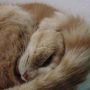 deanna_fogliati avatar