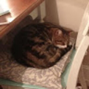 saffypatelpetrankova avatar