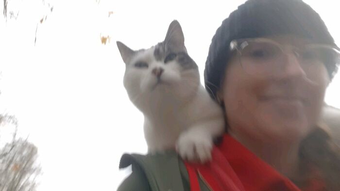 I Work On A Farm. Meet My Work Shoulder Cat, James