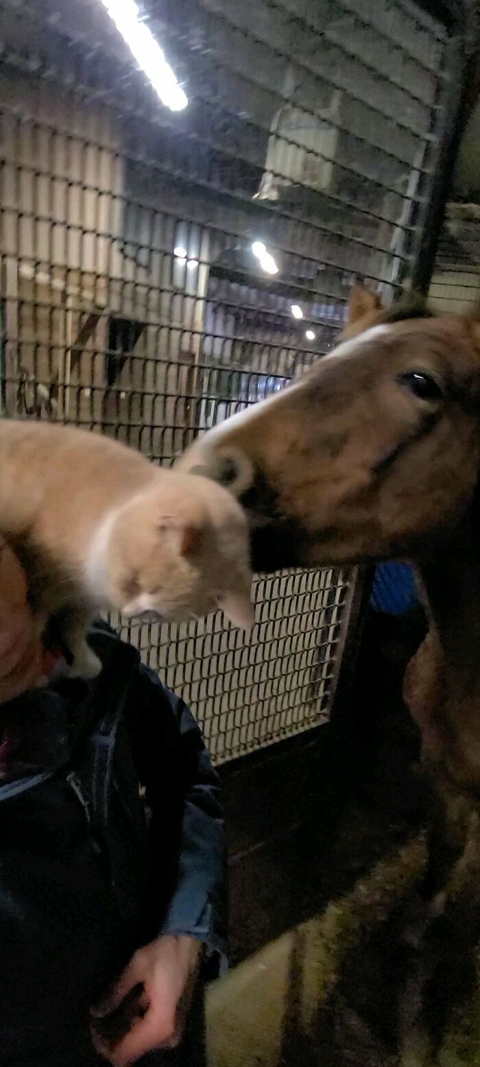 This Shoulder Cat Is Giving And Receiving Special Boops