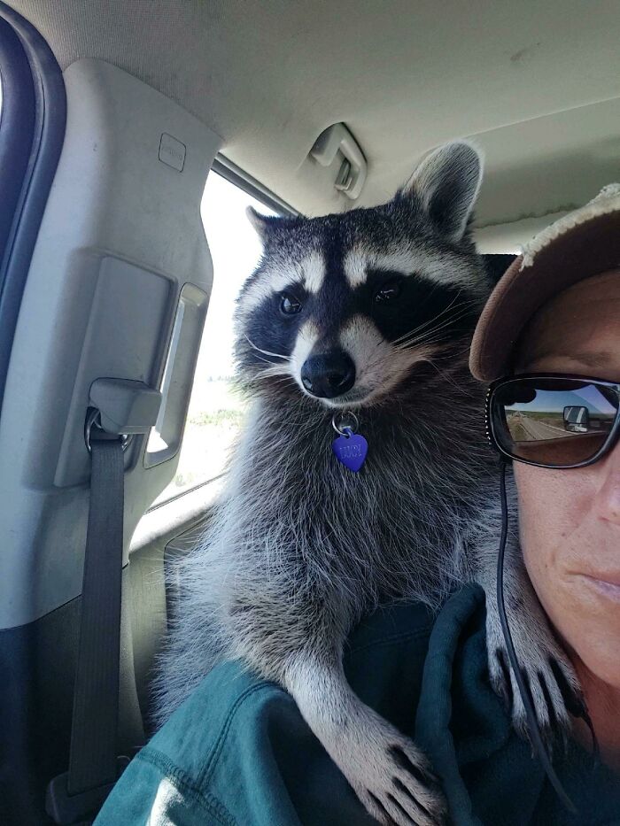 Do Shoulder Raccoons Count? Courtesy Of My Sister