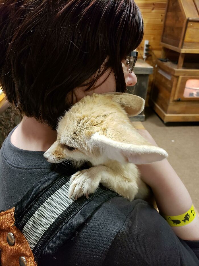 You've Heard Of Shoulder Cat, Now Get Ready For Shoulder Fennec Fox!