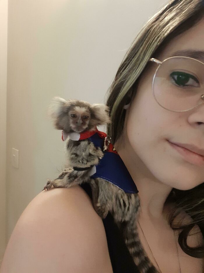 I Hereby Raise You, The Shoulder Rescue Marmoset