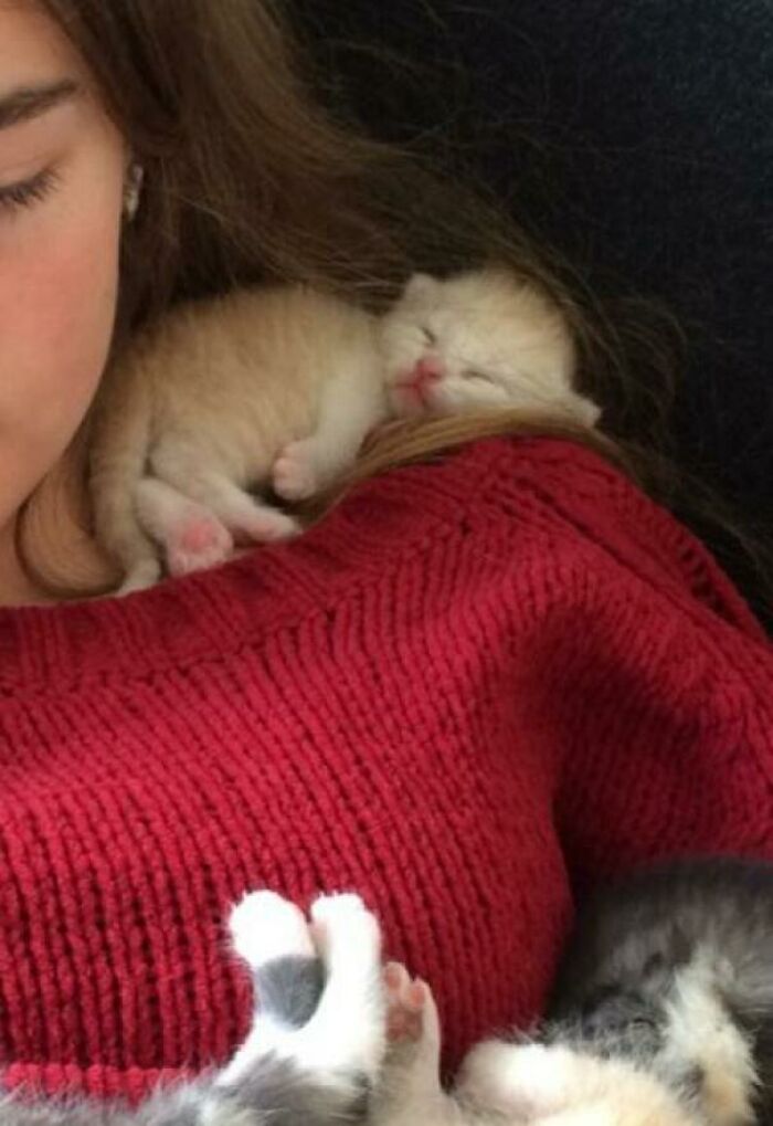 Shoulder Nugget (And A Lap Full Of Beans)